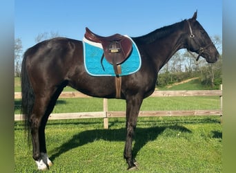 Englisches Vollblut, Wallach, 15 Jahre, 165 cm, Rappe