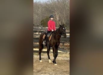 Englisches Vollblut, Wallach, 15 Jahre, 165 cm, Rappe