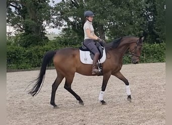 Englisches Vollblut, Wallach, 15 Jahre, 170 cm, Dunkelbrauner
