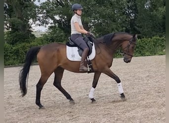 Englisches Vollblut, Wallach, 15 Jahre, 170 cm, Dunkelbrauner