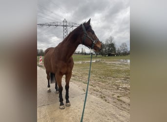 Englisches Vollblut, Wallach, 16 Jahre, 156 cm, Brauner