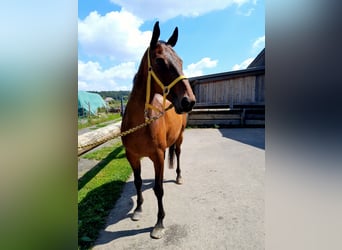 Englisches Vollblut Mix, Wallach, 16 Jahre, 165 cm, Brauner