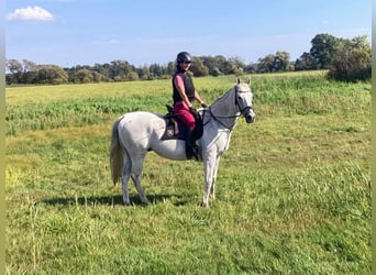 Englisches Vollblut, Wallach, 17 Jahre, 165 cm, Schimmel