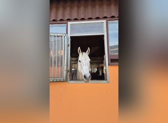 Englisches Vollblut, Wallach, 17 Jahre, 165 cm, Schimmel