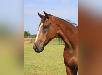 Englisches Vollblut, Wallach, 17 Jahre, 173 cm, Rotbrauner