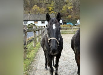 Englisches Vollblut, Wallach, 18 Jahre, 157 cm, Schwarzbrauner