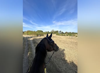 Englisches Vollblut, Wallach, 18 Jahre, 159 cm, Brauner