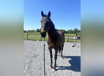 Englisches Vollblut, Wallach, 18 Jahre, 163 cm, Dunkelbrauner