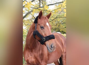 Englisches Vollblut, Wallach, 18 Jahre, 170 cm, Fuchs