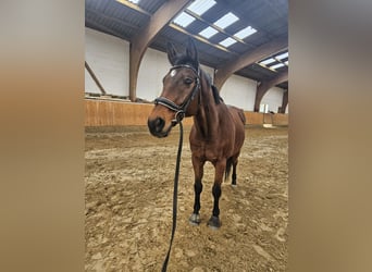 Englisches Vollblut, Wallach, 19 Jahre, 158 cm, Brauner