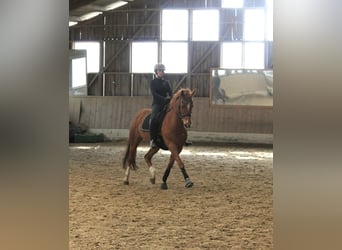 Englisches Vollblut, Wallach, 20 Jahre, 153 cm, Fuchs