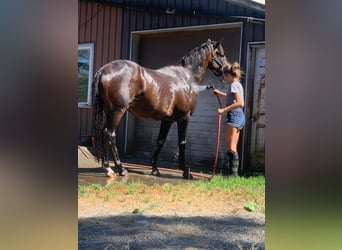 Englisches Vollblut, Wallach, 20 Jahre, 163 cm, Rotbrauner