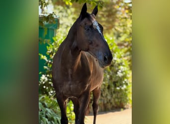 Englisches Vollblut, Wallach, 20 Jahre, 173 cm, Rappe