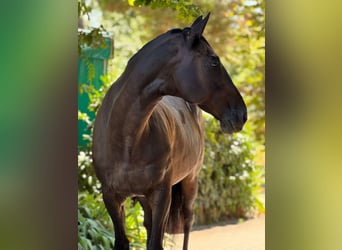 Englisches Vollblut, Wallach, 20 Jahre, 173 cm, Rappe