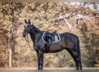 Englisches Vollblut, Wallach, 20 Jahre, 173 cm, Rappe