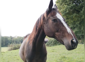 Englisches Vollblut, Wallach, 22 Jahre, 165 cm, Schwarzbrauner