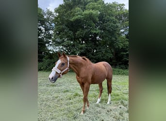 Englisches Vollblut Mix, Wallach, 23 Jahre, 162 cm, Fuchs