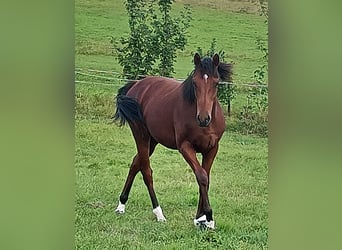 Englisches Vollblut, Wallach, 2 Jahre, Brauner Englisches Vollblut, Wallach, 2 Jahre, Brauner