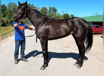 Englisches Vollblut, Wallach, 3 Jahre, 152 cm, Rappe