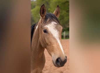 Englisches Vollblut Mix, Wallach, 3 Jahre, 153 cm, Schecke