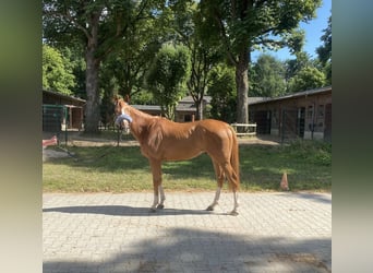 Englisches Vollblut, Wallach, 3 Jahre, 160 cm, Fuchs