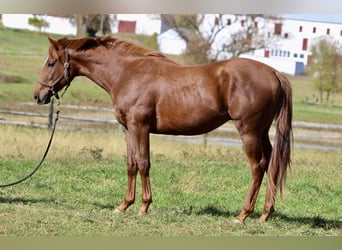 Englisches Vollblut, Wallach, 3 Jahre, 163 cm, Dunkelfuchs