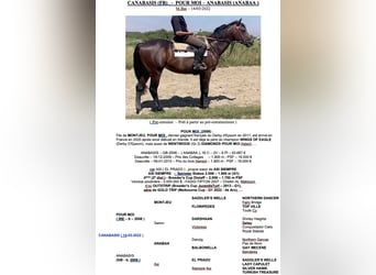 Englisches Vollblut, Wallach, 3 Jahre, 165 cm, Brauner