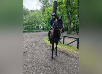 Englisches Vollblut, Wallach, 3 Jahre, 165 cm