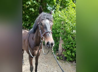 Englisches Vollblut, Wallach, 3 Jahre, 165 cm