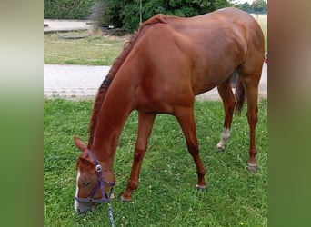 Englisches Vollblut, Wallach, 3 Jahre, 167 cm, Fuchs