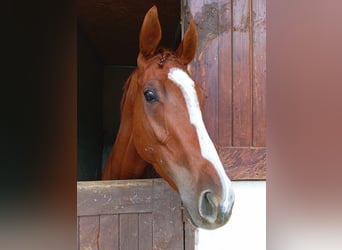 Englisches Vollblut, Wallach, 3 Jahre, 167 cm, Fuchs