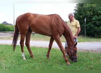Englisches Vollblut, Wallach, 3 Jahre, 167 cm, Fuchs