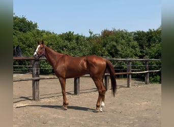 Englisches Vollblut, Wallach, 3 Jahre, 167 cm, Fuchs