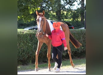 Englisches Vollblut, Wallach, 3 Jahre, 167 cm, Fuchs
