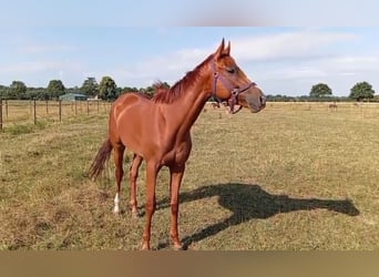 Englisches Vollblut, Wallach, 3 Jahre, 167 cm, Fuchs