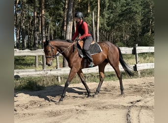Englisches Vollblut, Wallach, 3 Jahre, 170 cm, Dunkelbrauner