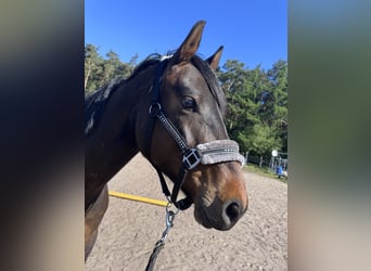 Englisches Vollblut Mix, Wallach, 4 Jahre, 155 cm, Dunkelbrauner
