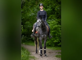 Englisches Vollblut, Wallach, 4 Jahre, 157 cm, Rappschimmel