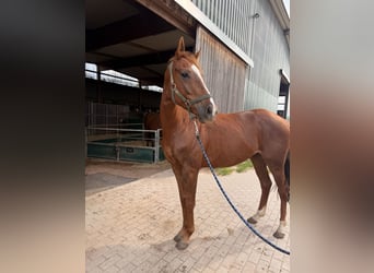Englisches Vollblut, Wallach, 4 Jahre, 158 cm, Fuchs