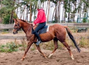 Englisches Vollblut, Wallach, 4 Jahre, 158 cm, Fuchs