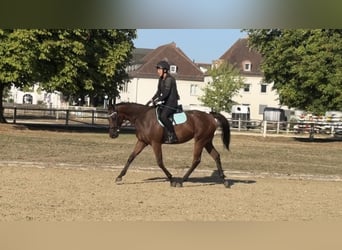 Englisches Vollblut, Wallach, 4 Jahre, 160 cm, Brauner