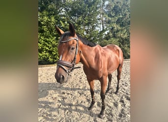 Englisches Vollblut, Wallach, 4 Jahre, 160 cm, Dunkelbrauner