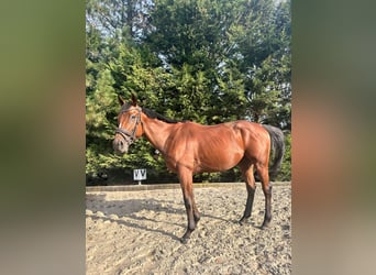Englisches Vollblut, Wallach, 4 Jahre, 160 cm, Dunkelbrauner