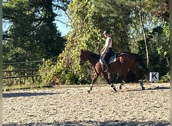 Englisches Vollblut, Wallach, 4 Jahre, 160 cm, Dunkelbrauner
