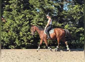 Englisches Vollblut, Wallach, 4 Jahre, 160 cm, Dunkelbrauner