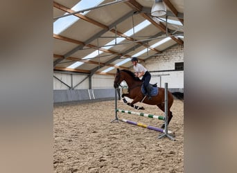 Englisches Vollblut, Wallach, 4 Jahre, 160 cm, Dunkelbrauner
