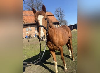 Englisches Vollblut, Wallach, 4 Jahre, 160 cm, Fuchs