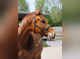 Englisches Vollblut, Wallach, 4 Jahre, 160 cm, Fuchs