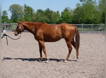 Englisches Vollblut, Wallach, 4 Jahre, 160 cm, Fuchs