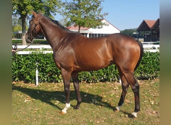 Englisches Vollblut, Wallach, 4 Jahre, 164 cm, Brauner